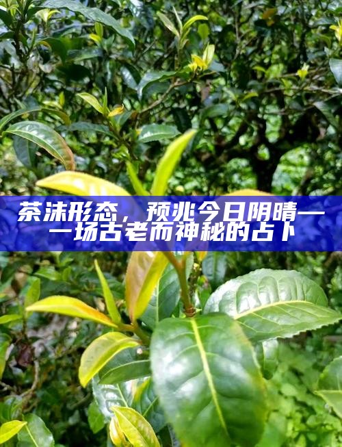 茶沫形态，预兆今日阴晴—一场古老而神秘的占卜